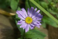 Nur eine blaue Aster ...
