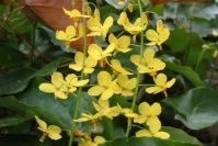 Elfenblumen