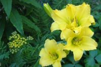 Taglilie 'Little Dart'