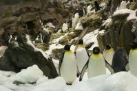 Loro Parque
