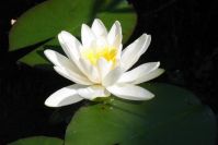 Natürlich blühen auch Seerosen im kleinen Teich