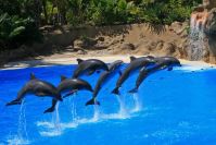 Loro Parque