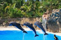 Loro Parque