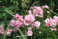 Strauchrose 'Bonica82'