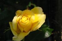 Kletterrose 'Golden Showers'