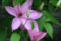 Clematis, die Kletterkünstler