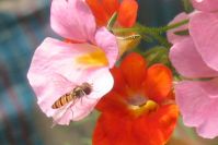 Nemesia im Gewächshaus