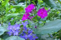 Hohe Glockenblumen passen gut zum Phlox!