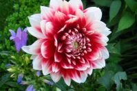 Dahlie 'Aachener Karneval'