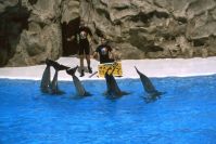 Loro Parque