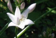 Hosta-Blüte im Detail