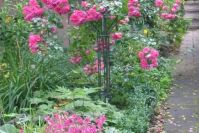 Rose 'Palmengarten Frankfurt' mit einem Bartfaden