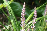 Liriope, ein herbstlicher Zwiebelblüher