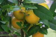 Orangen aus eigener Ernte