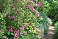 Der Vorgarten in voller Blüte